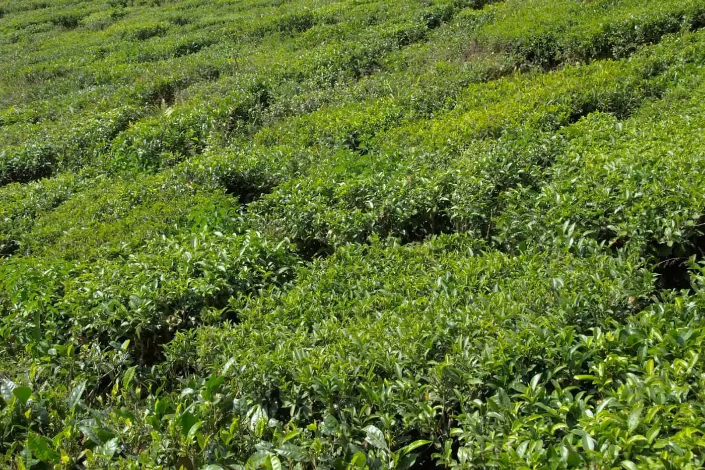 Green tea plantations in Darjeeling